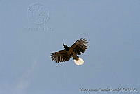 MAGB0009 Cyanocorax dickeyi.jpg