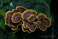 TC12 Stereum gausapatum.jpg