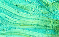 UNAMGAMZ-30 Dichothrix orsiniana.jpg