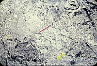 2826 Lophophora williamsii.jpg