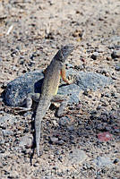 VHL0213 Callisaurus draconoides.jpg