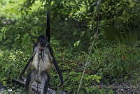 ACS04 Ateles geoffroyi.JPG