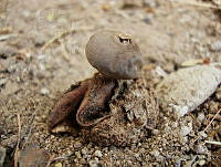 OEHN0042 Geastrum fornicatum.jpg