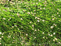 JRBBFM026-105 Eleocharis montevidensis.jpg