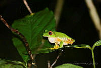 LAMH060 Agalychnis callidryas.jpg