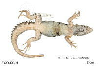 ME006 rep 0001 Ctenosaura oaxacana - Köhler & Hasbun, 2001.jpg