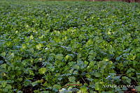 3R 01421 Vegetación acuátiva invasora.jpg