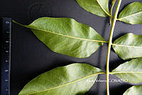 ME010 KV 01531 Cyrtocarpa kruseana R.M. Fonseca, 2005_.JPG