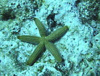 JAJ0297 Copidaster lymani.jpg