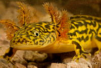 ECA0148 Ambystoma rosaceum.jpg