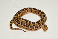 LBCM025 Crotalus ravus.jpg
