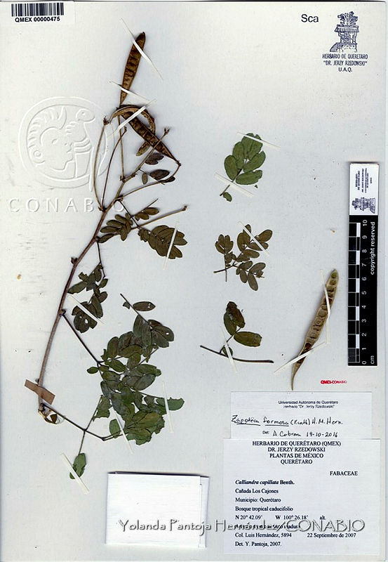 YPH4119%20Zapoteca%20formosa.jpg.rifvmsL1Mb29eelhQA3g0JtbmFja29CbnFuZ3NAbXJ6LGtwZwA.N55DeT570u