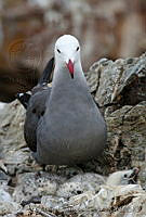 CCK0150 Larus heermanni.jpg