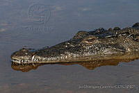 IDG0640 Crocodylus acutus.jpg