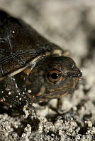 MASM01969 Kinosternon sp..jpg