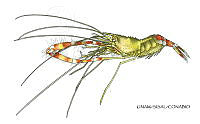NE018 1249 Stenopus scutellatus_L.jpg