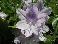 FCM55 Eichhornia sp..jpg