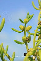 JF078 0063 Batis maritima.jpg