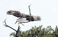 AAKVDH 0281 Buteogallus anthracinus.JPG