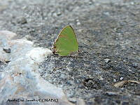 ADJ0248 Cyanophrys longula.jpg