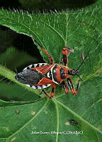 JBV026 Apiomerus pictipes.JPG