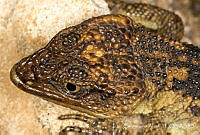 ECA0335 Xenosaurus sp..jpg