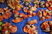 IMDOC Hong 0035 Hypomyces lactifluorum.jpg