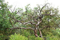 EMA046 Pseudosmodingium perniciosum.jpg