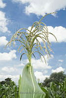 IMDOC3069 Zea sp..JPG