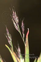 LAA130 Muhlenbergia peruviana.jpg