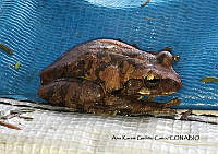 ANHM006 Smilisca baudinii.JPG