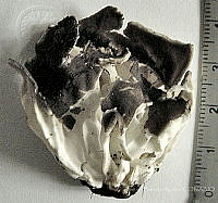 CBA0342 Helvella sp..JPG