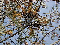CGL1124 Grevillea robusta.jpg
