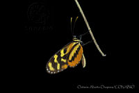 OAO0190 Mechanitis polymnia ssp. lycidice.jpg