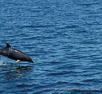 JUR0007 Tursiops truncatus.jpg