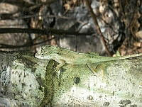 RCF0001 Anolis nebulosus.jpg
