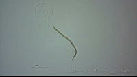 EAMS022 Tricholeiperia sp..jpg