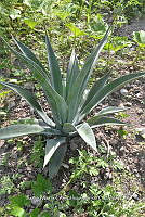 SG019 0227 Agave.jpg