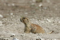 CNS0281 Cynomys mexicanus.jpg