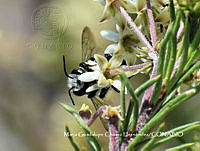 MN6F0323 Megachile texana.jpg