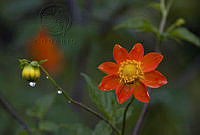 msiciliaIMG_3889.jpg