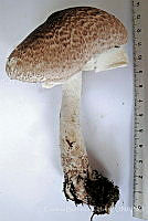 CBA0206 Agaricus subrutilescens.JPG