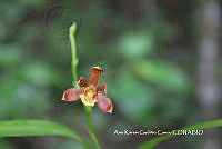 AKGC030 Prosthechea livida.JPG