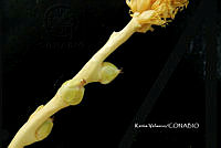 ME010 KV 00790 Acrocomia aculeata (Jacq.) Lodd. ex Mart., 1845.JPG