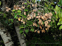 VWS&YRA0073 Cynometra oaxacana.jpg