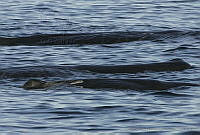 CNS0832 Physeter macrocephalus.jpg