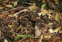 JARA001 Metlapilcoatlus nummifer.jpg