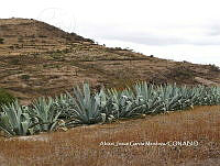 AJGM0271 Agave americana.JPG