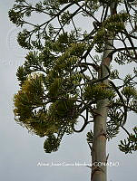 AJGM0275 Agave americana.JPG