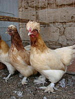 CGL1101 Gallus gallus.jpg